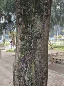 სურათი