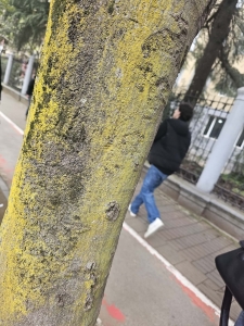 სურათი